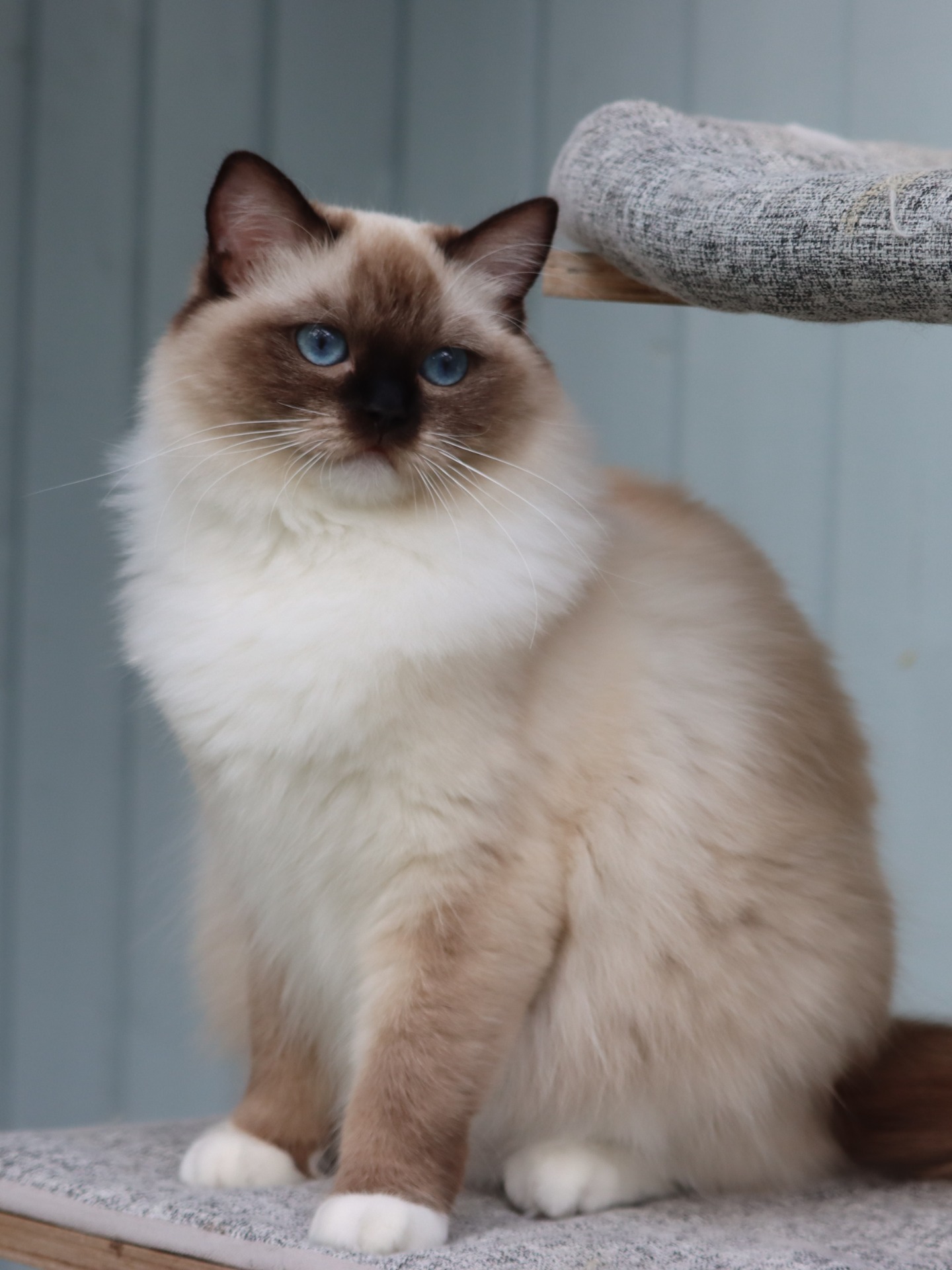Penni